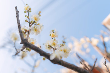 매화 나무 꽃봉우리. 봄