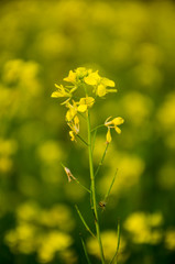 Fototapeta premium field of yellow flowers