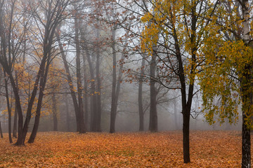 foggy morning in the park