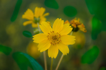 yellow flower