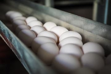 Fresh white chicken eggs on a conveyor at chicken farm, being moved to the packing house