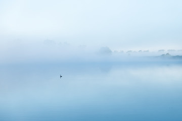 Obraz na płótnie Canvas Fog on a lake with a bird