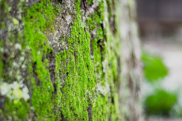It is a large tree covered with moss.