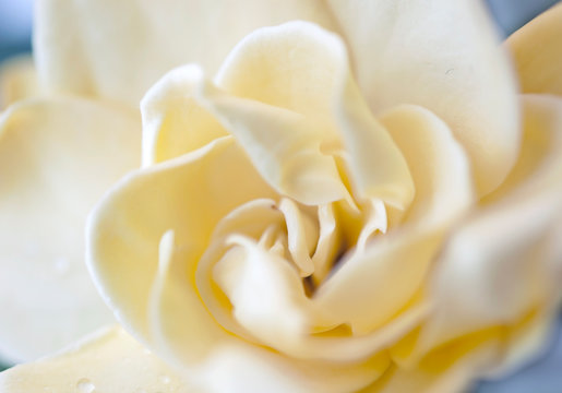 the plant flower white gardenia rose close up