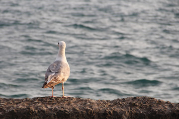 Seagull on the blue sea looks into the distance