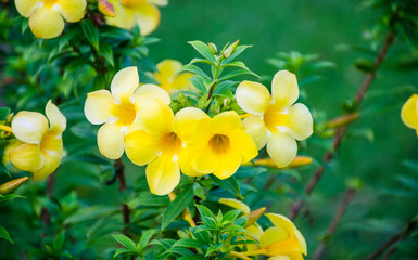 Obraz na płótnie Canvas bouquet of yellow flowers
