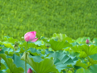 pink lotus flower in the garden