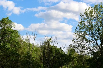 The white clouds in the sky though the trees.