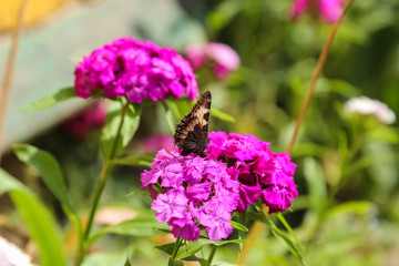 butterfly pollinates flowers Phlox