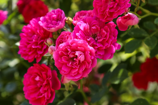 climbing rose in bloom close-up, summer garden