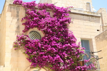 Fototapeta na wymiar Flower wall malta