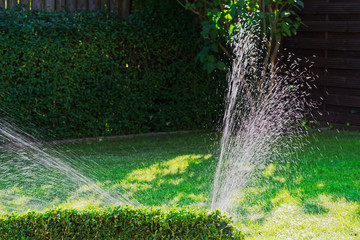 Irrigation of green lawn in a garden on sunny day