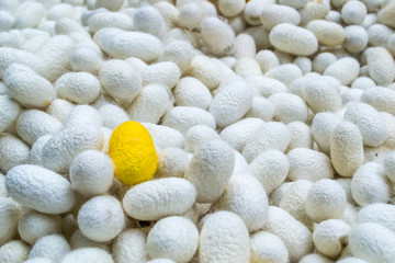 Fototapeta na wymiar Yellow silk cocoon among white cocoons