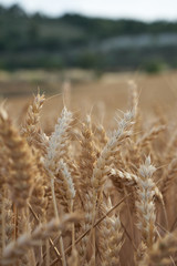 Close up of a wheat field