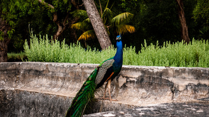 Fototapeta premium Beautiful male peacock with a long tail sitting on a stone wall in a tropical garden.