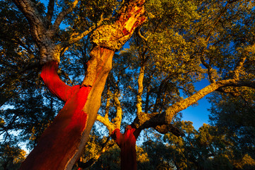 Cork Oak, Ambroz valley, Cáceres, Extremadura, Spain, Europe