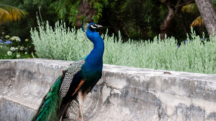 Obraz premium Beautiful male peacock with a long tail sitting on a stone wall in a tropical garden.