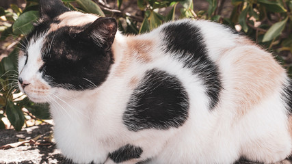 One tortoise shell stray cat sleeping in the shadow of a bush.