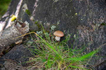 Mushroom in the forest, Elbrus region