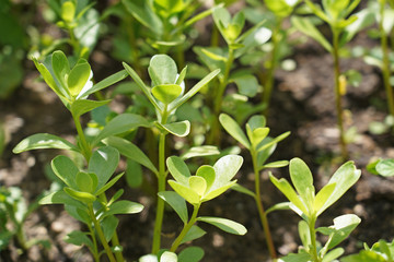  Purslane in a garden . It is put on salads, it is very healing herbs.