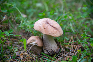 Ripe mushrooms in the forest, Elbrus region