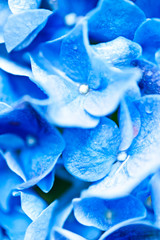 macro of petals of flower blue hydrangea  