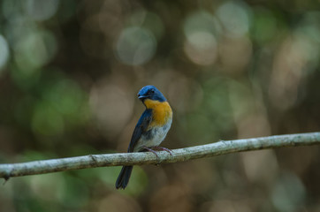 Tickell's blue-flycatcher perching on a branch