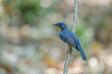 Tickell's blue-flycatcher perching on a branch