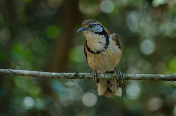 Greater Necklaced Laughingthrush on branch in nature