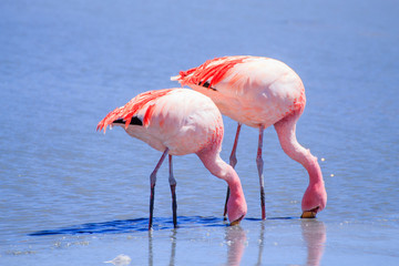 Fototapeta na wymiar Laguna Hedionda flamingos, Bolivia