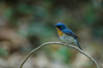 Obraz premium Tickell's blue-flycatcher perching on a branch