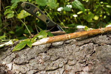 Not a folding knife stuck in a tree. Summer is green.
