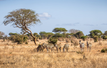 Obraz premium African zebras in Kenya