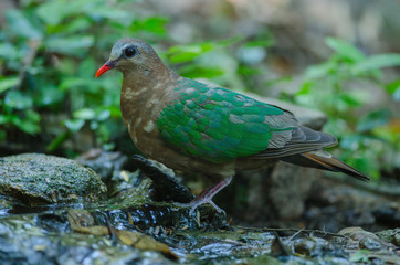 Emerald dove or Green Pigeon