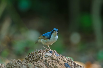 Siberian blue robin (Luscinia cyane)