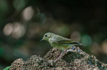 Siberian blue robin (Luscinia cyane)