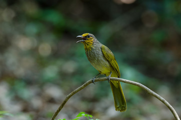 Stripe-throated Bulbul on a branch