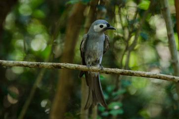 Ashy Drongo bird perched on a branch