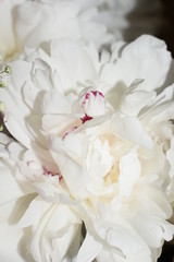 Obraz na płótnie Canvas flower bride