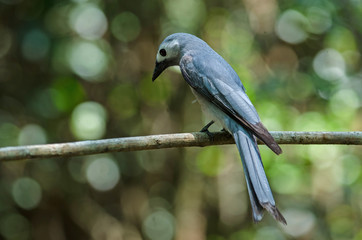 Fototapeta premium Ashy Drongo bird perched on a branch