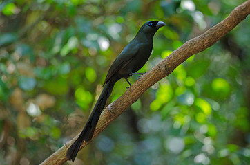 Racket-tailed Treepie.(Crypsirina temia)