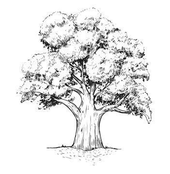 Old big tree. Hand drawn illustration converted to vector