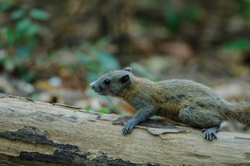 Grey-bellied squirrel in forest