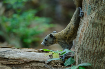 Naklejka na ściany i meble Grey-bellied squirrel in forest