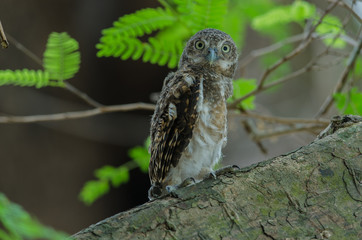 Asian Barred Owlet (Glaucidium cuculoides)