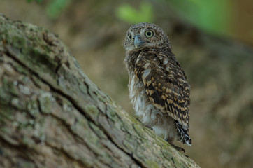 Asian Barred Owlet (Glaucidium cuculoides)