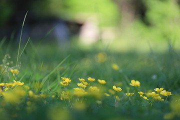 spring bokeh background, yellow flowers with awesome bokeh.