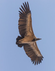 Varanasi, India - a Unesco World Heritage city due to famous monuments, Varanasi displays also a colorful variety of wildlife, expecially birds of pray and voltures