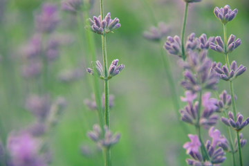 Soft focus on beautiful lavender flowers