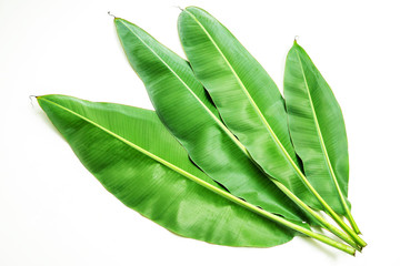 Tropical banana leaf in bright green color, isolated image © kowit1982